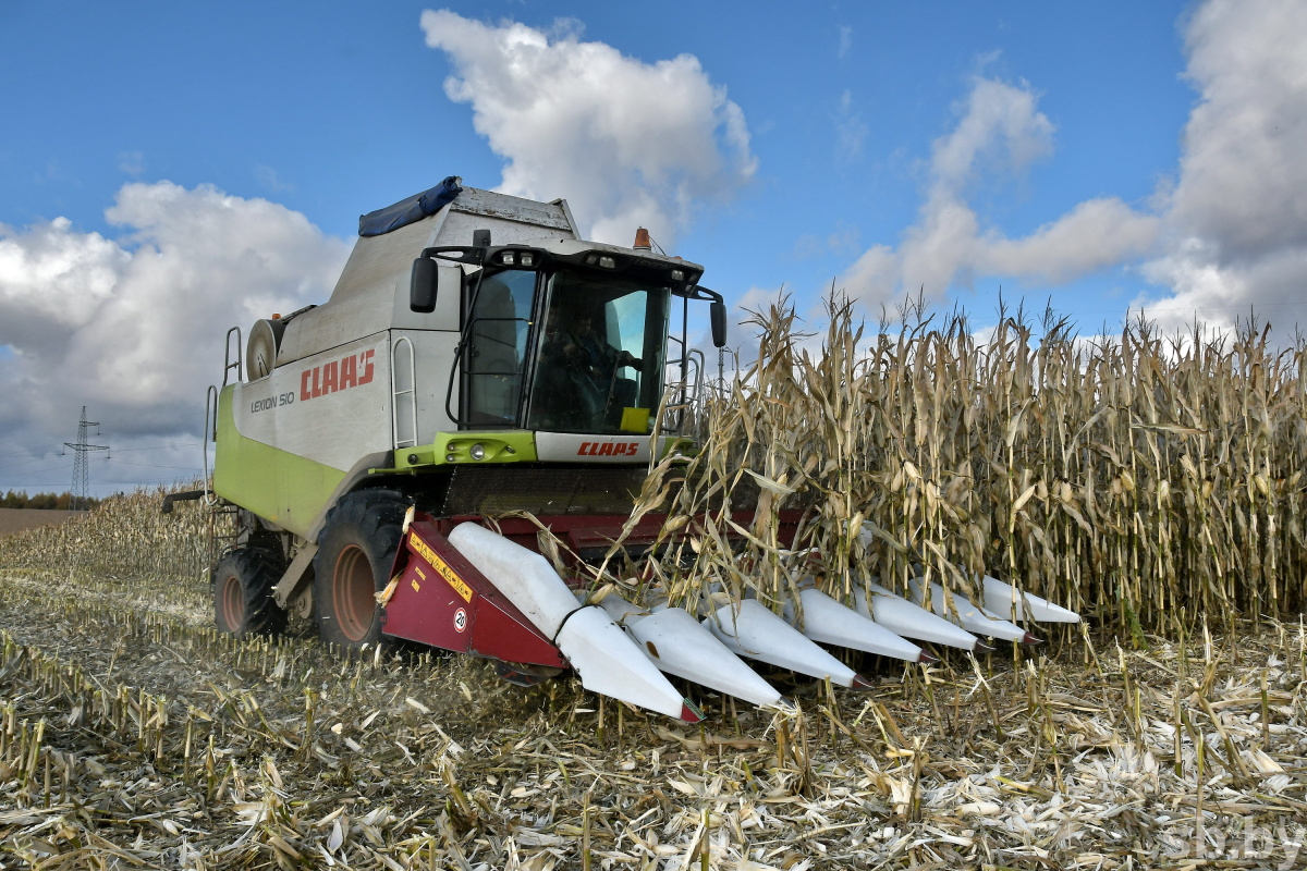 В Беларуси убрана почти половина кукурузы на зерно