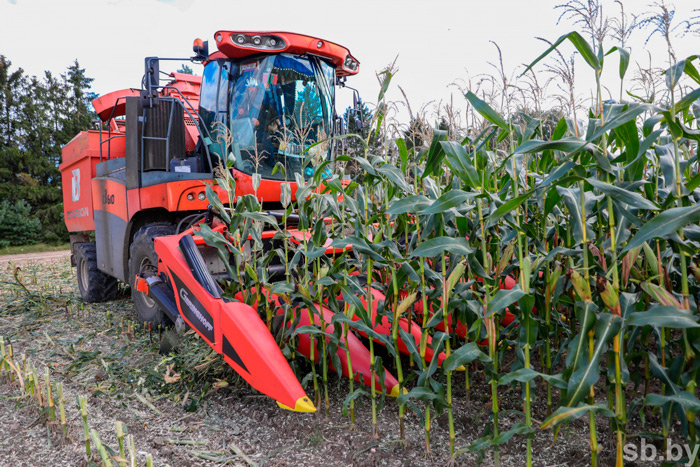 В Беларуси убрана треть кукурузы на зерно