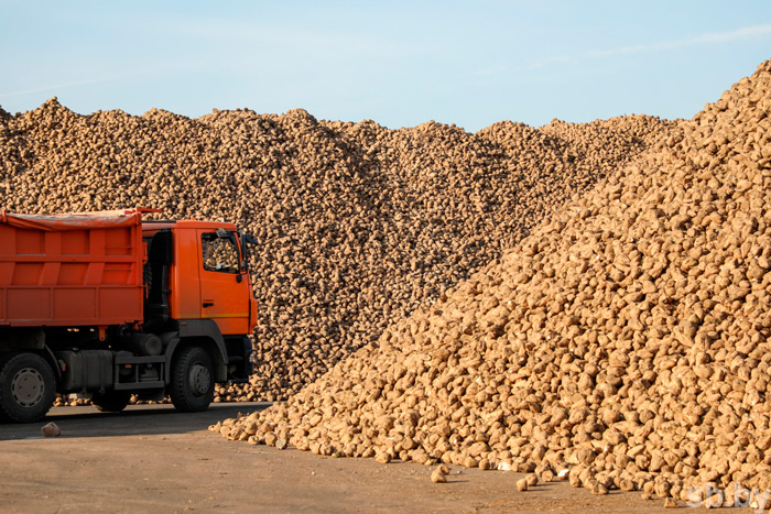 В Беларуси завершилась уборка сахарной свеклы – урожай составил 4 млн 275 тыс. тонн
