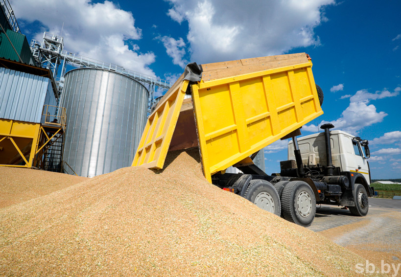 Более 10,2 миллиона тонн зерна собрали белорусские аграрии