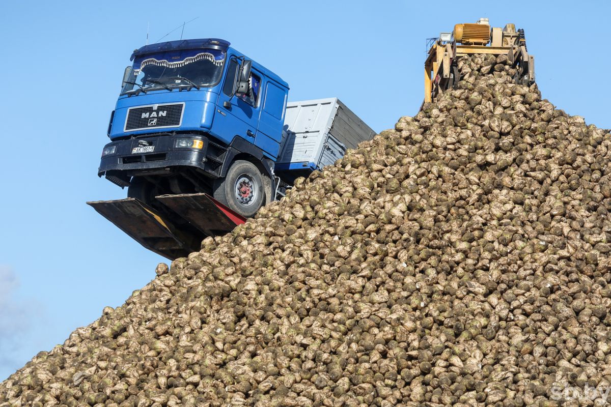 Урожай сахарной свеклы в Беларуси на 9% больше прошлогоднего