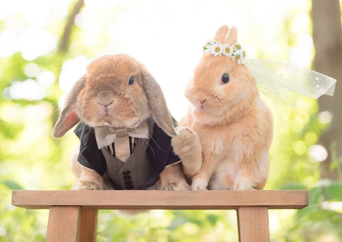 Свадьба в год Кролика