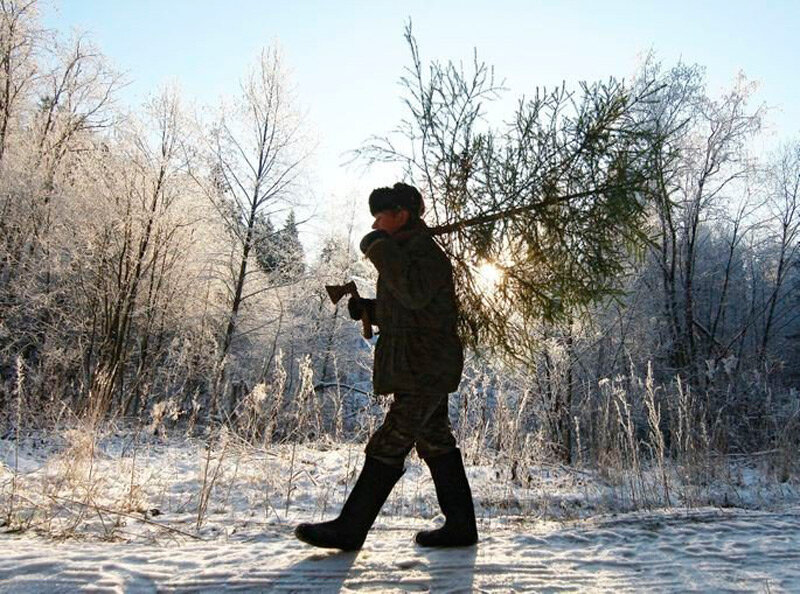 Уж проще ёлочку купить,чем штраф за вырубку платить