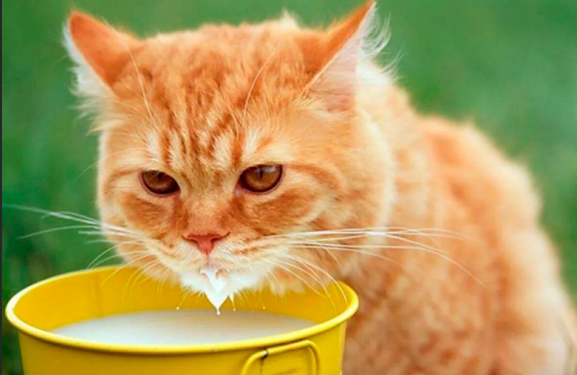 ГДЕ-ГДЕ  –  В  ЗИМБАБВЕ!…