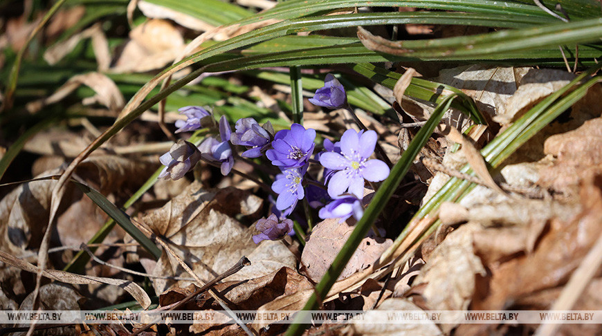 Местами сильные дожди и ветер до 15-18 м/с прогнозируют в Беларуси 27 марта