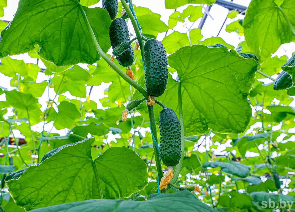 Тепличные хозяйства готовы производить больше овощей для внутреннего рынка