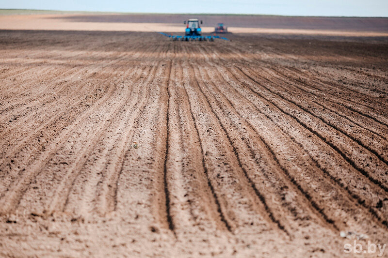 В Беларуси ранние зерновые и зернобобовые культуры посеяны на 87 процентах площадей
