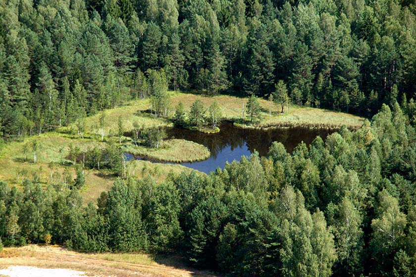 В Беларуси за 2023 год планируют посадить 32 тыс. га леса