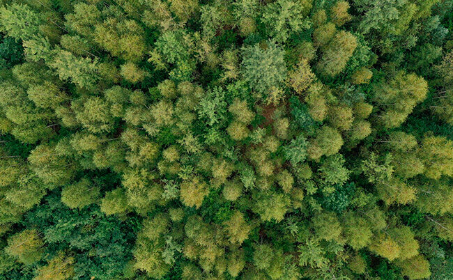 Во всех районах Беларуси, за исключением Браславского, действует ограничение на посещение лесов
