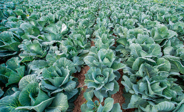 За последние шесть лет площади сельскохозяйственных земель в фермерском секторе увеличились на 80%