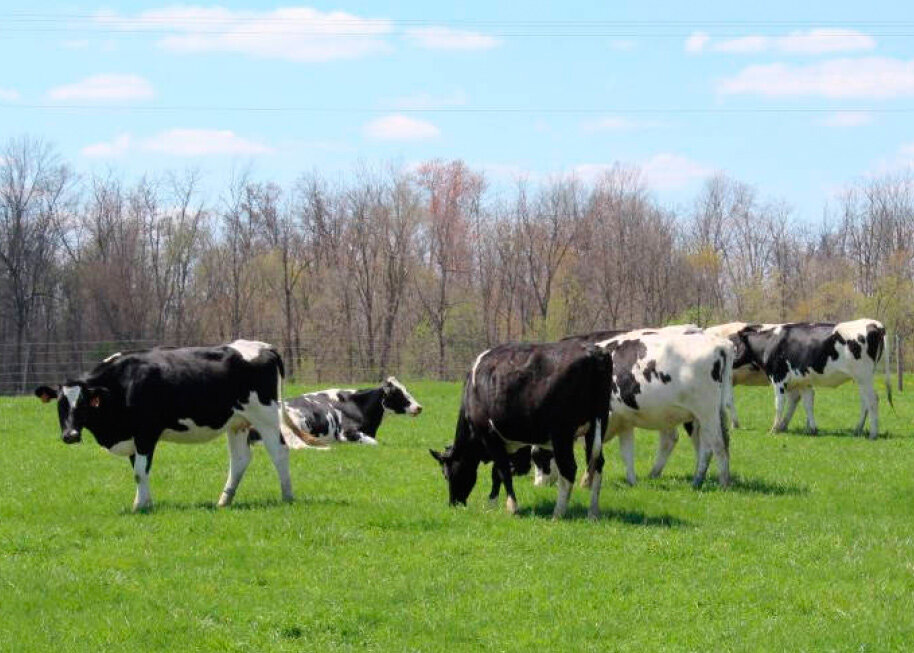 Летне-пастбищный  наступил
