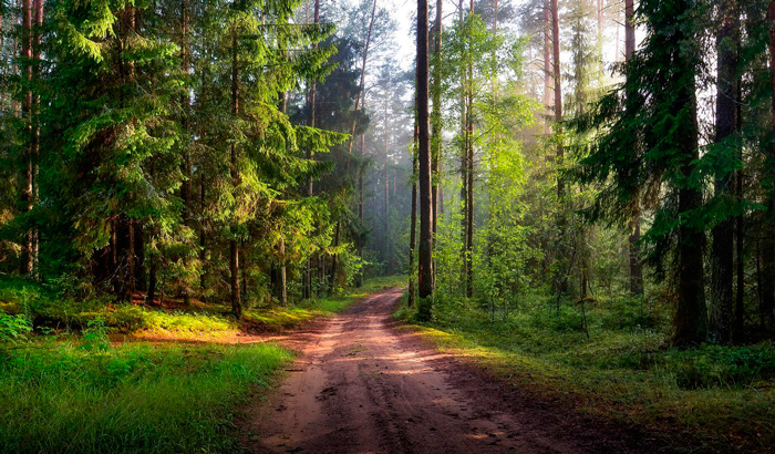 Ограничения на посещение лесов действуют в 106 районах Беларуси