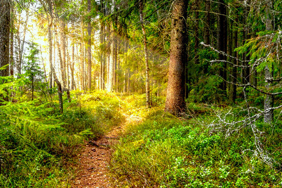 Запреты и ограничения на посещение лесов введены в 87 районах Беларуси