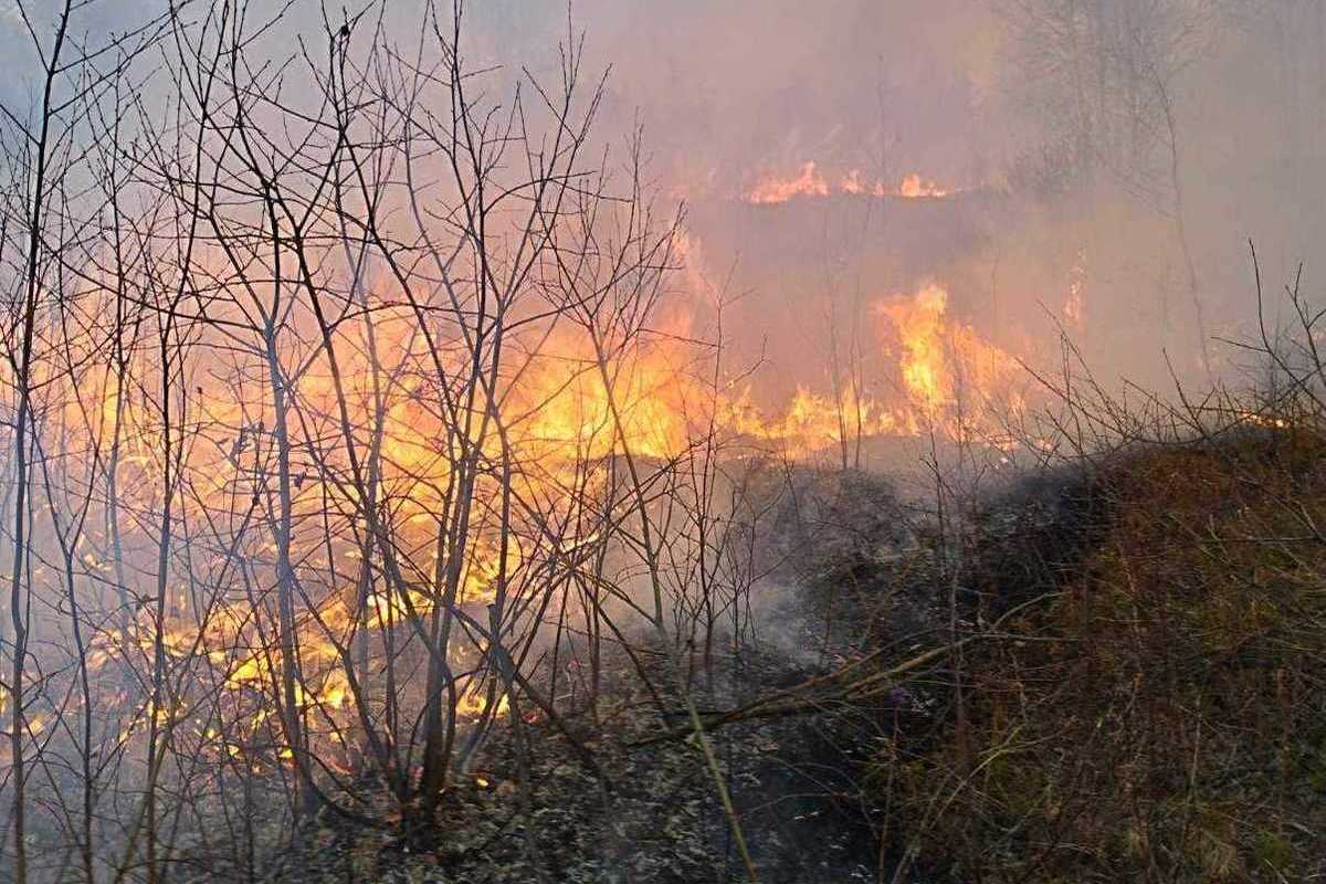 За 5 июня в лесном фонде Минлесхоза произошло 9 пожаров