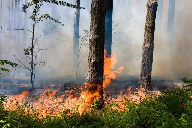 В Беларуси за сутки ликвидированы два лесных пожара