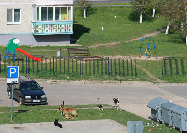 Мы в ответе за тех, кого приручили