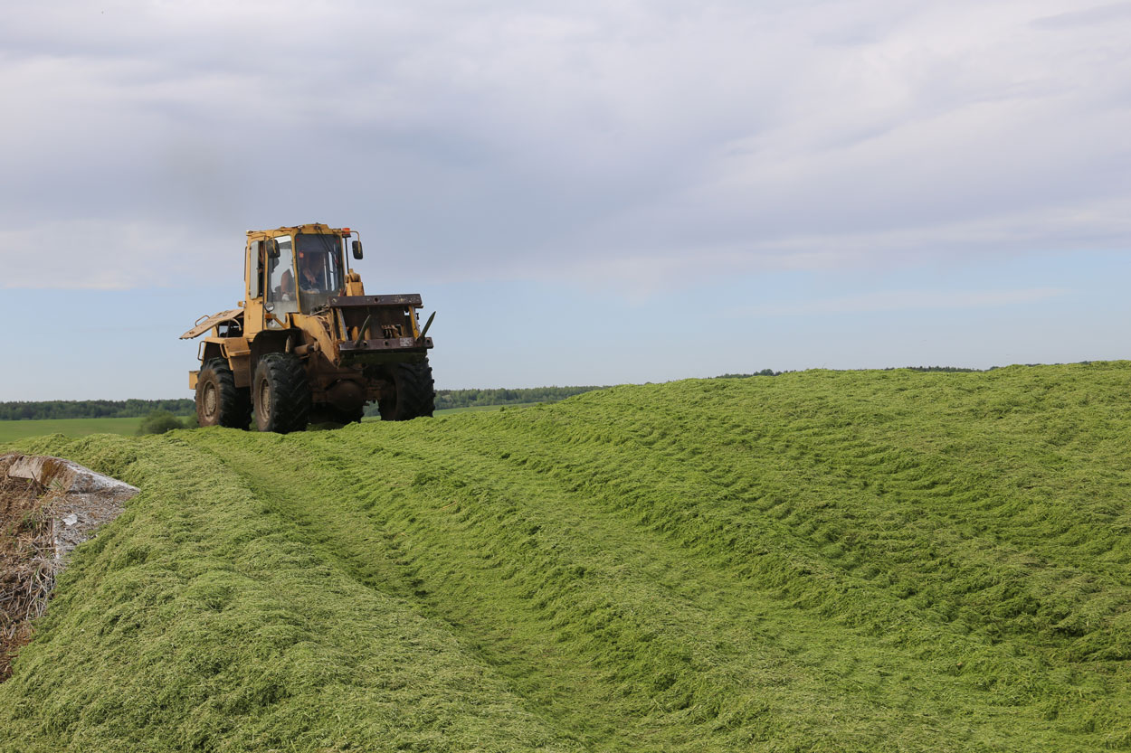В Беларуси заготовили более 402 тыс. тонн сенажа