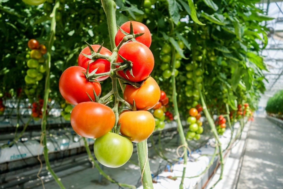 Как посадить томаты в теплице: основные правила от садовода