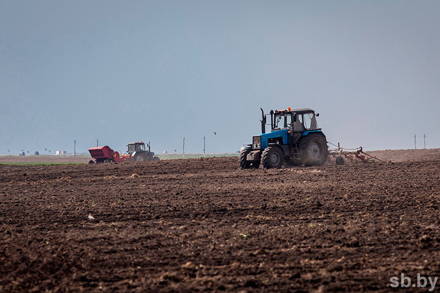 Овощные культуры в Беларуси посеяны почти на 57% запланированных площадей