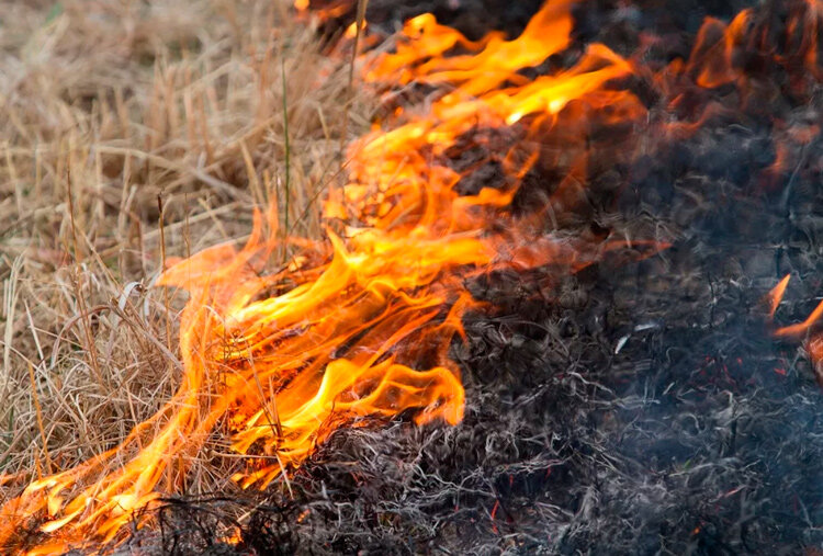 В МЧС рассказали, чем опасен пал травы