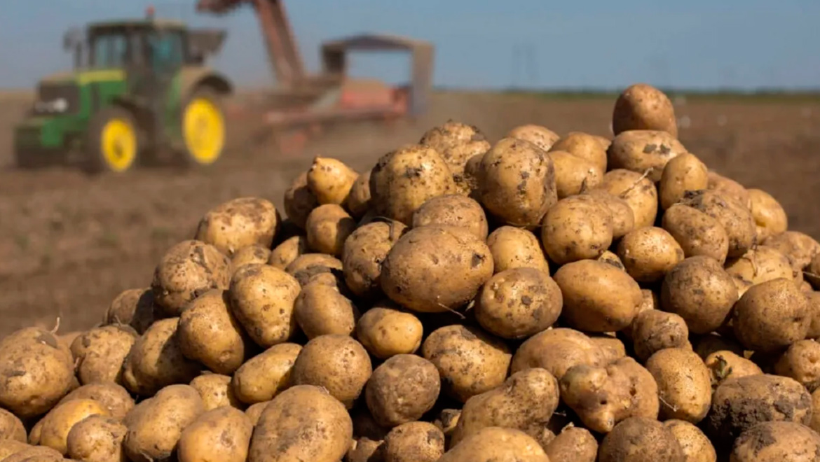 Все регионы расширили площади посадки картофеля