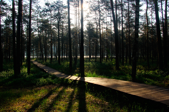Во всех районах Беларуси ограничено посещение лесов