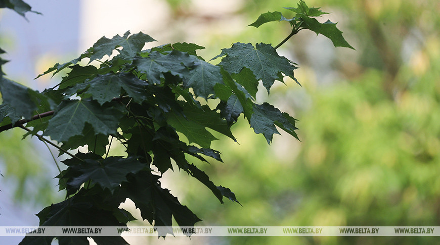 Оранжевый уровень опасности из-за жары объявлен в Беларуси на 21 июня