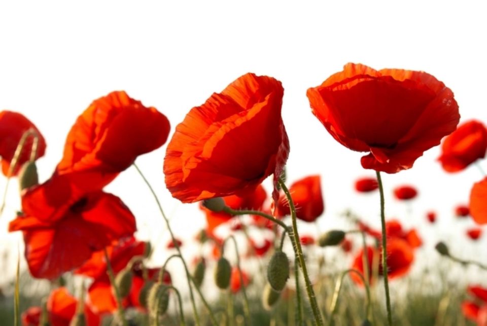 Операция «Мак». Что это?