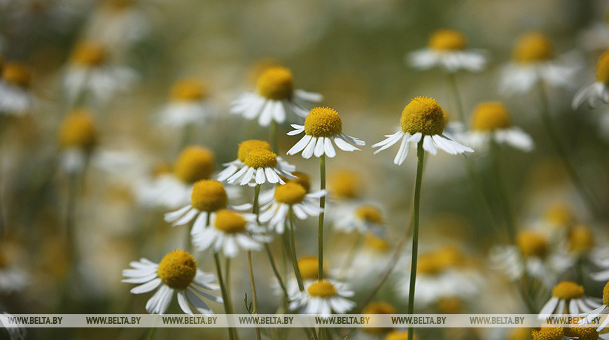 Хозяйства Беларуси приступили к сбору урожая лекарственной ромашки