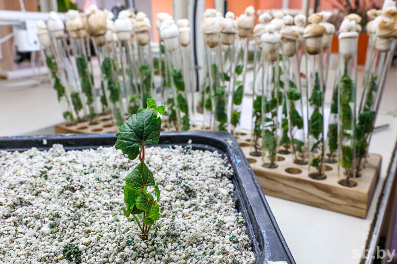 Производство биотехнологической продукции в Беларуси выросло на 60 процентов