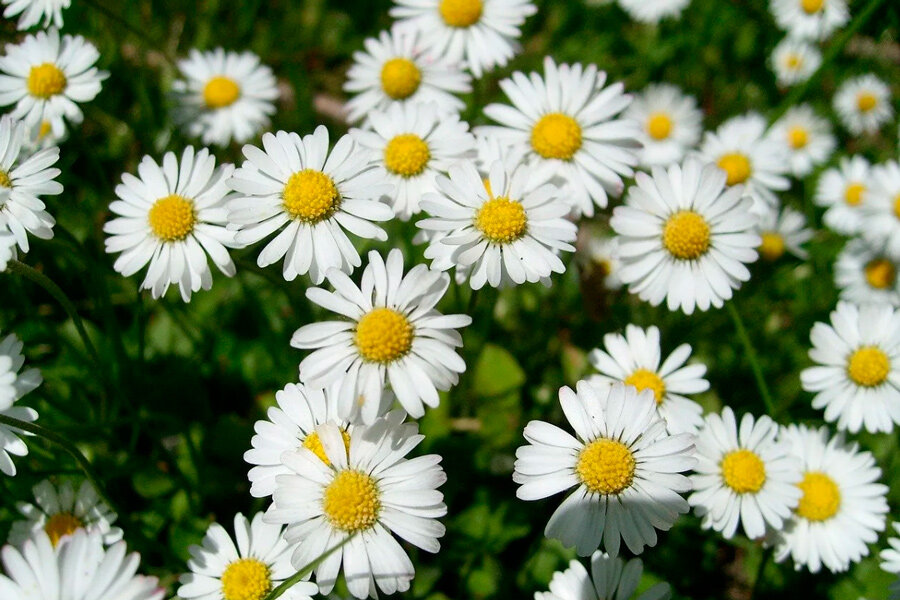 Дожди и до +24°С будет сегодня в Беларуси