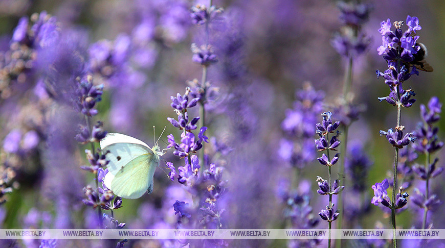 До +33°С и дожди ожидаются сегодня в Беларуси