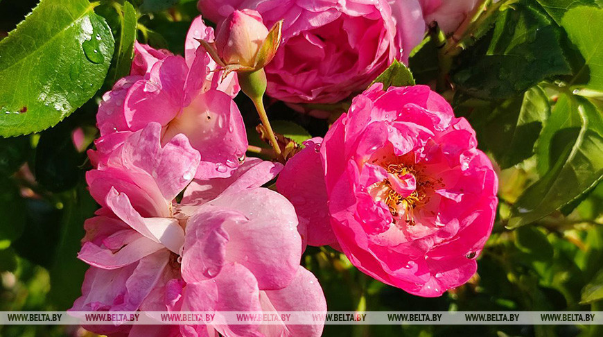 Дожди, грозы и до +28°С ожидается в Беларуси 19 июля