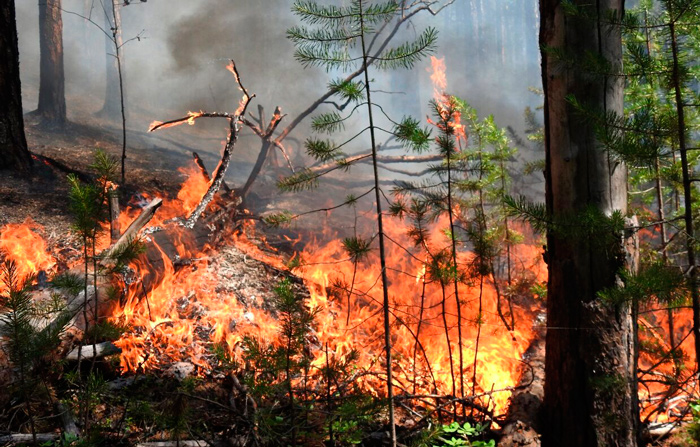 Шесть лесных пожаров потушены в Беларуси за сутки
