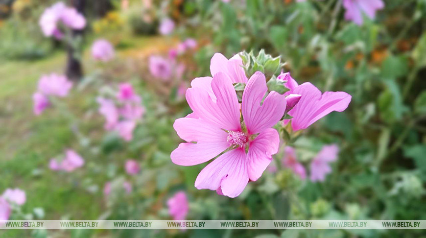 Сильный ветер и до +27°С будет в Беларуси 14 июля