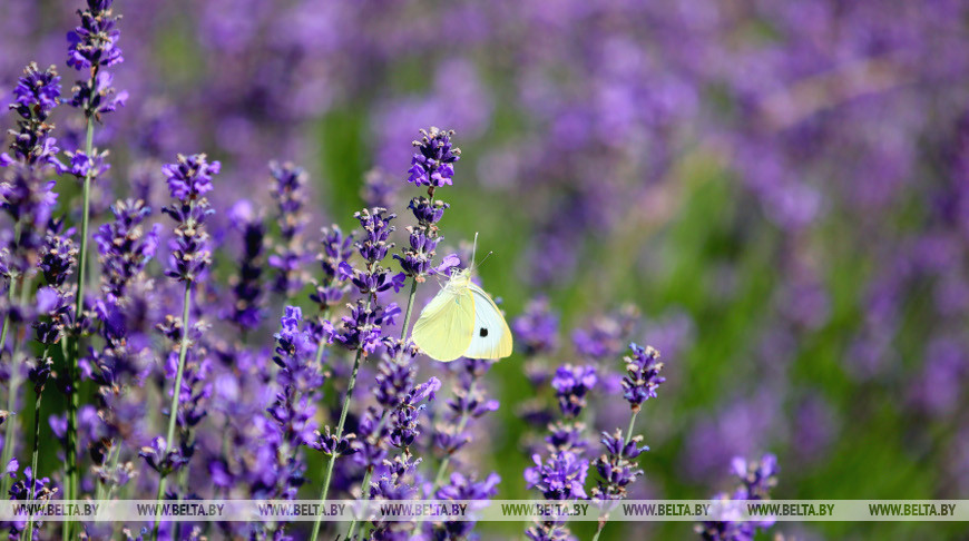 Без осадков и до +29°С ожидается в Беларуси 15 июля