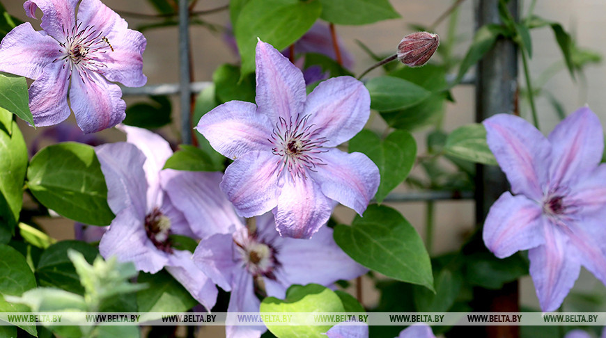 До +27°С и кратковременные дожди ожидаются в Беларуси 8 июля