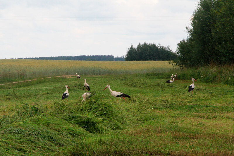 Погода 27 июля: дожди, грозы и до +24 °С