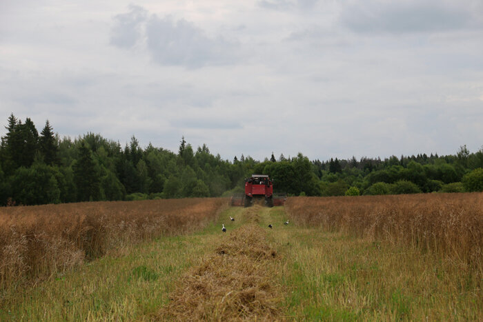В Беларуси собрано 96% зерновых колосовых, зернобобовых культур и рапса