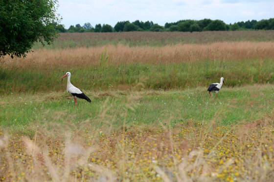 День Феклы-свекольницы: что можно и нельзя делать 1 сентября, чтобы привлечь счастье и богатство