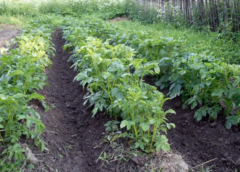 Картошка растёт без прополки: что нужно насыпать на грядки