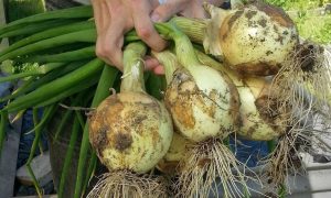 Как ускорить созревание лука: советы агронома
