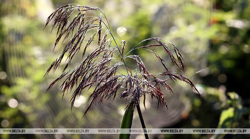 До +31°С и сильные дожди обещают синоптики на 26 августа