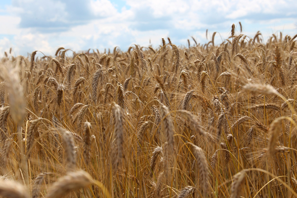 В Беларуси убрана четверть зерновых