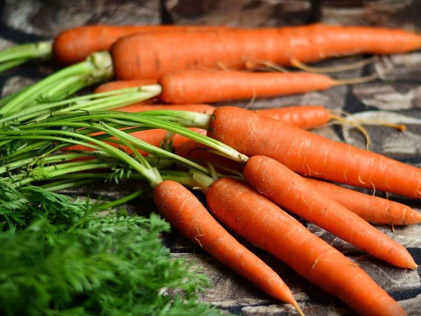Нужно ли подкармливать морковь в августе: мнение опытных огородников