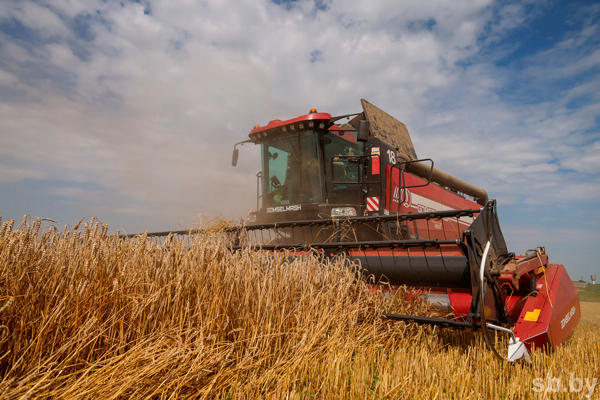 В Беларуси убрано более трети зерновых