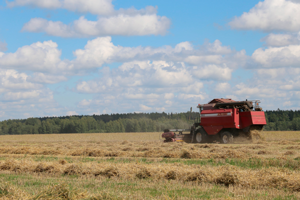 В Беларуси намолотили 3 млн тонн зерна