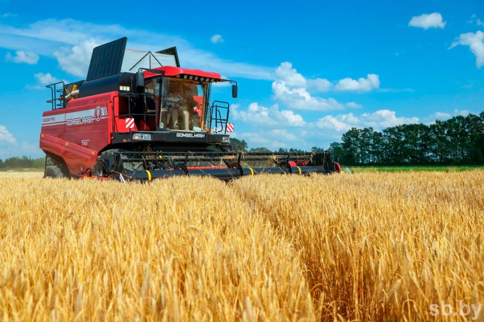 В Беларуси собрано 94% зерновых колосовых, зернобобовых, рапса