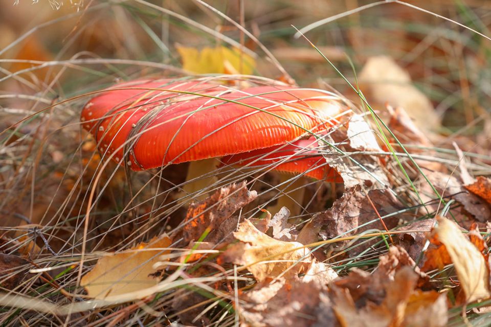 Минздрав запретил реализацию, хранение, транспортировку и использование пищевой продукции, содержащей мухоморы