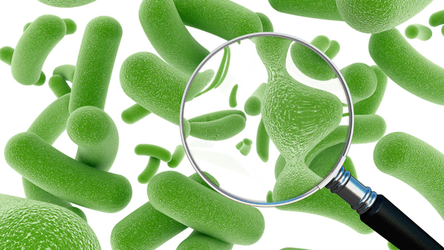 Какая разница между пробиотиками и пребиотиками. В чем их польза?